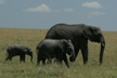 Elephant Mother and Kids 