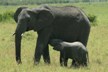 Elephant Nursing