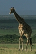 Giraffe Approaching Vista 