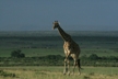 Giraffe Approaching
