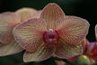 Red Orchid Veins 