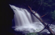 Rickets Glen Tree Falls