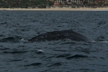 Whale Tail1